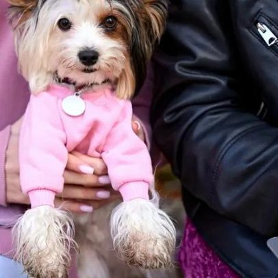 Louis Vuitton, DOGUE e Adidas: 2025 marcou adesão aos patudos