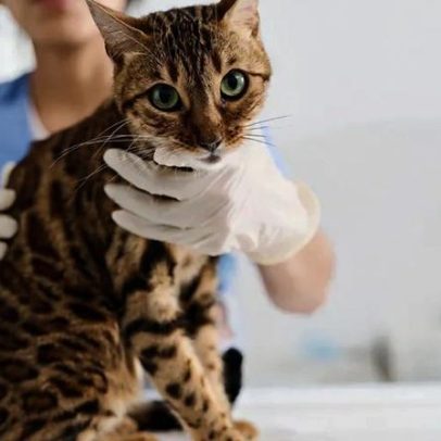O check-up anual do seu animal de estimação é essencial