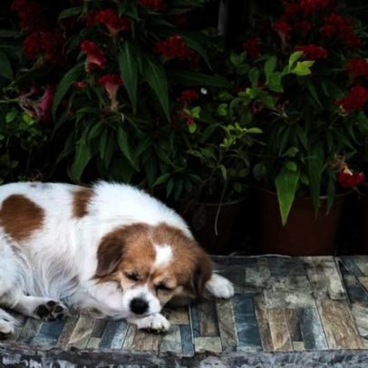 Queda das temperaturas levanta dúvida: cães podem dormir no quintal?