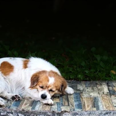 Temperaturas caem e questiona-se se cães podem continuar a dormir no quintal