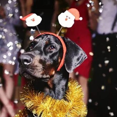 Três sugestões para celebrar o Ano Novo sem assustar os seus animais
