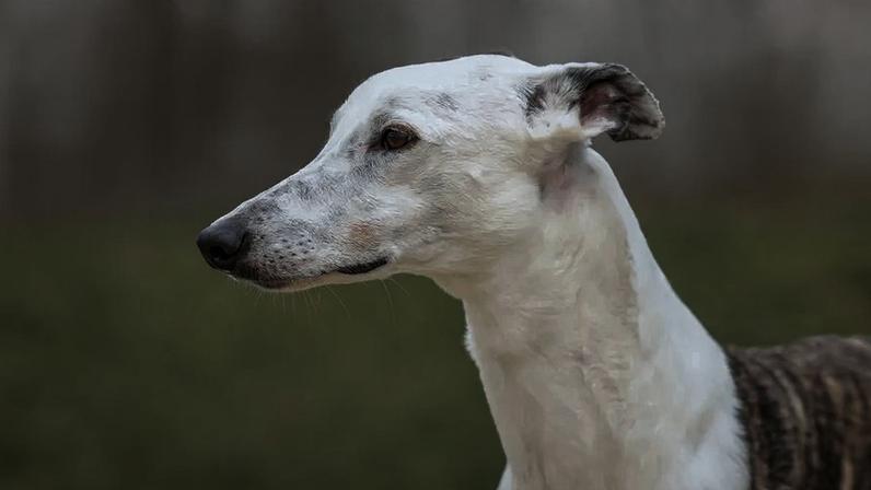 Quanto mais claro o pelo, maior o risco. Como reconhecer e prevenir o cancro de pele em cães e gatos?