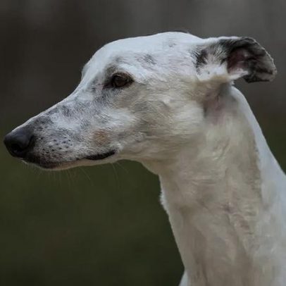 Pelo mais claro aumenta o risco de câncer de pele em cães e gatos