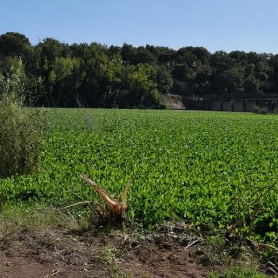Investigação transforma jacintos-de-água em fertilizante via compostagem