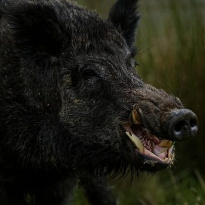 Portugal tem quase 400 mil javalis antes do último surto de peste suína africana