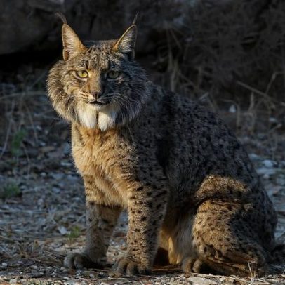 Cientistas criam 1º embrião de lince-ibérico em laboratório