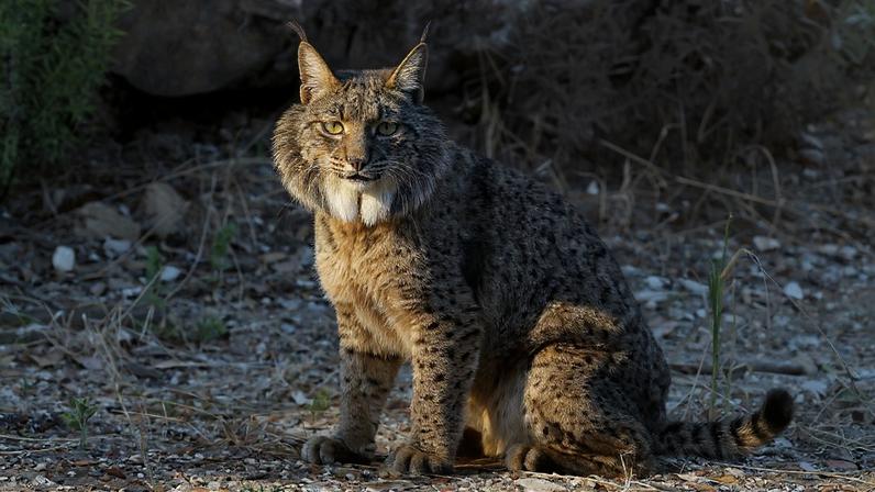 Cientistas criam 1º embrião de lince-ibérico em laboratório