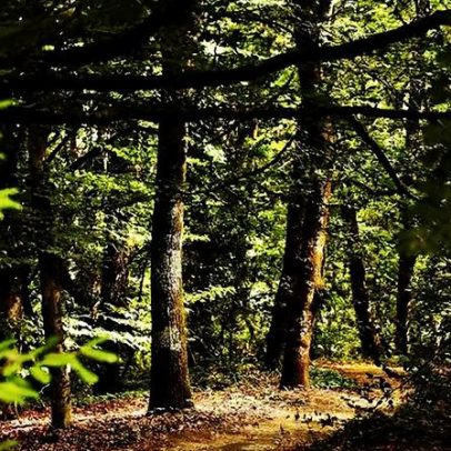 Viseu vai ampliar área verde com novas árvores