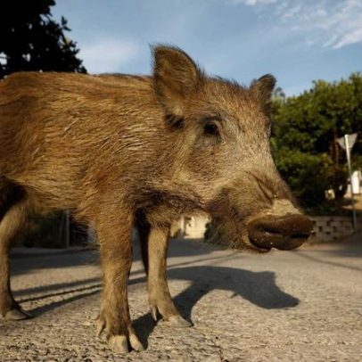 Peste suína africana em Espanha pode ter origem em laboratório