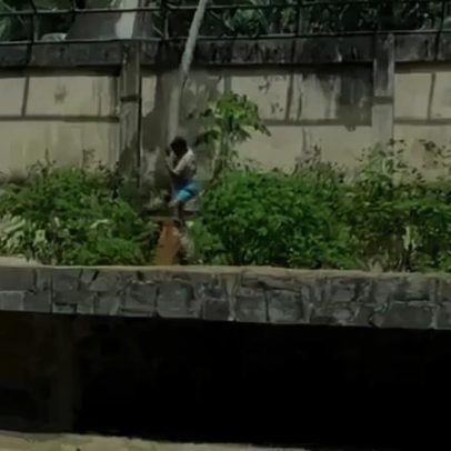 Jovem invade jaula e é morto por leoa num zoo brasileiro