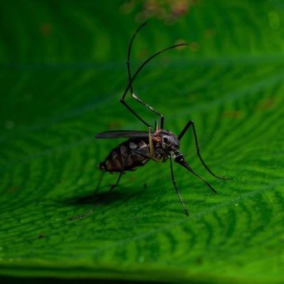 Mosquitos provocam 33 mortes em Cuba, 21 crianças