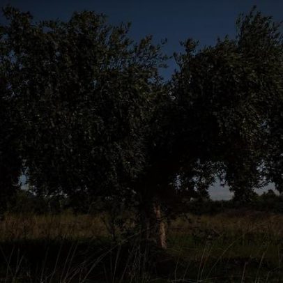 Furto agrícola em Mourão termina com detenção de jovem e 300 kg de azeitona
