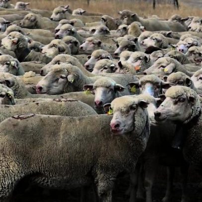 Tem ovelhas ou cabras? Saiba quando as declarar em janeiro