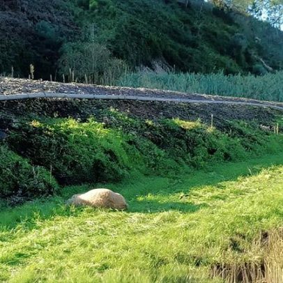 Centena de ovelhas atingidas por comboio em Montemor-o-Velho