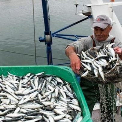 Acordos europeus podem reduzir em 20% a pesca disponível para Portugal