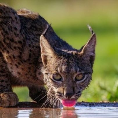 Cientistas criam embriões de lince-ibérico em laboratório pela primeira vez