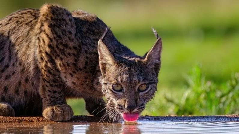 Cientistas criam embriões de lince-ibérico em laboratório pela primeira vez