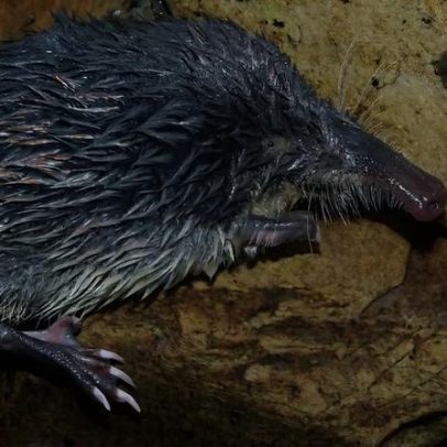 Congresso em Évora alerta para risco da toupeira-de-água na Península Ibérica