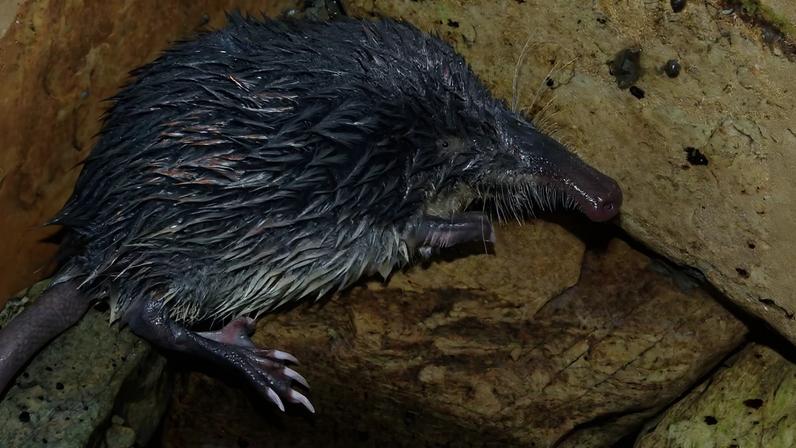 Congresso em Évora alerta para risco da toupeira-de-água na Península Ibérica