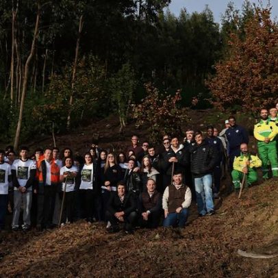 CIM Viseu Dão Lafões mobiliza comunidade para reflorestação de larga escala