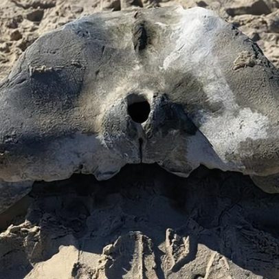 Osso de baleia em Buarcos segue para museu; ossadas com milhares de anos