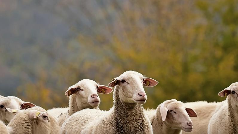 Fotos ilustram alegria e competição na 'São Silvestre' 2025