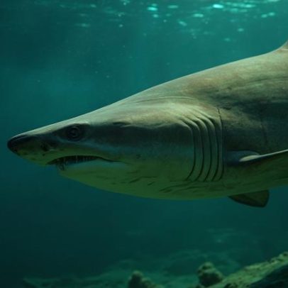 Évora mantém carga fiscal em 2026 com aprovação unânime