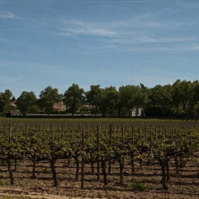 UE alcança acordo provisório sobre regras no setor do vinho