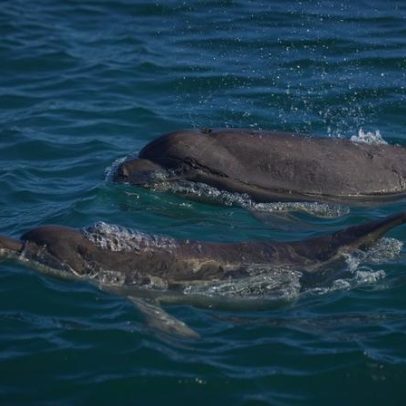 Bravo é o mais recente golfinho nascido no Estuário do Sado