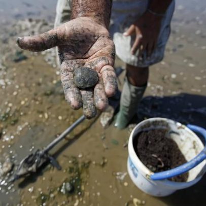 Tejo proíbe captura de amêijoa-japonesa