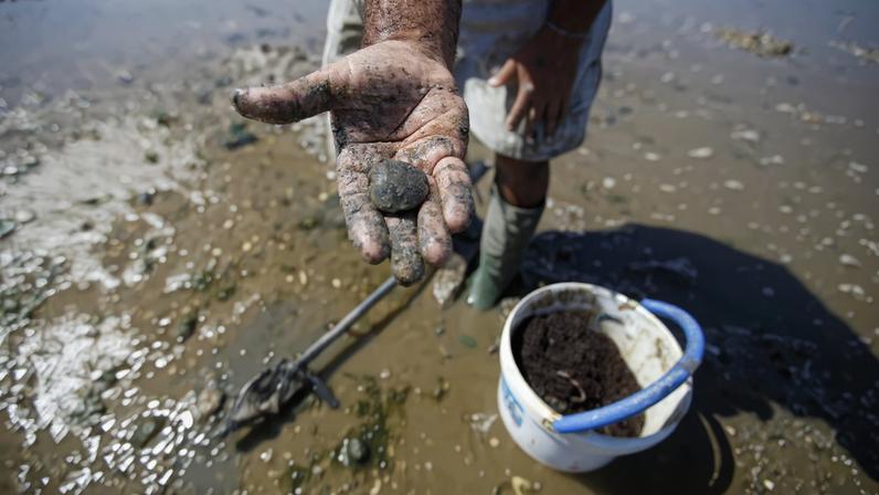 Vão deixar de ser emitidas licenças para a apanha de amêijoa-japonesa