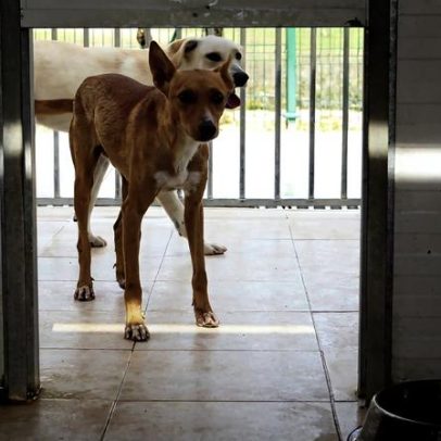 Alguns cães ampliam vocabulário ao ouvir conversas