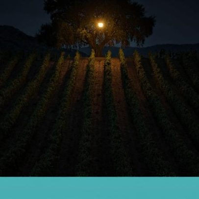 Sicília mira vinhos mais sustentáveis com castas antigas e apicultura na vinha