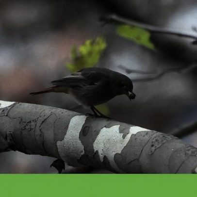 Dar de comer às aves selvagens: benefícios e riscos