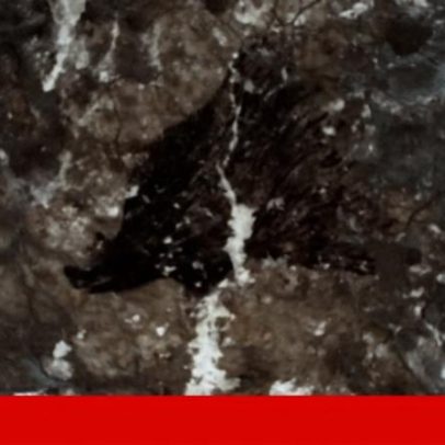 Porcos chegam às ilhas do Pacífico com os primeiros viajantes humanos