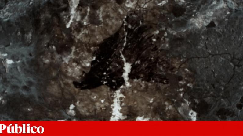 Porcos chegam às ilhas do Pacífico com os primeiros viajantes humanos