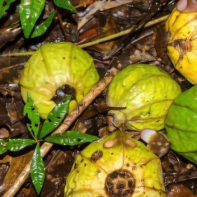 Do fungo zombie à orquídea sanguinolenta: as espécies mais curiosas de 2025
