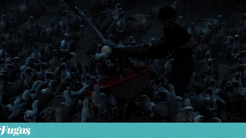 José Ramón alimenta os abutres todos os dias há 34 anos