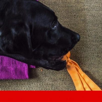 Alguns cães ampliam vocabulário ao ouvir conversas dos donos