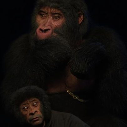 Comportamento homossexual em primatas é ancestral e ligado a vários fatores