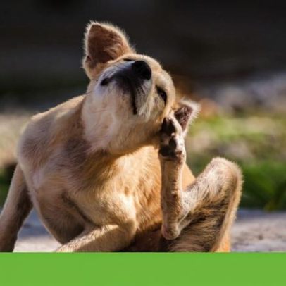Tratamentos antipulgas para cães e gatos podem representar ameaça ambiental