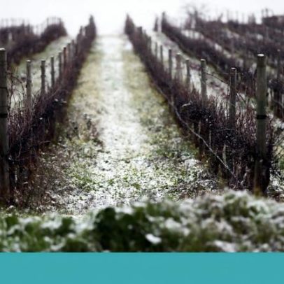 Sociologia do vinho e imigração: quem cuida da vinha?