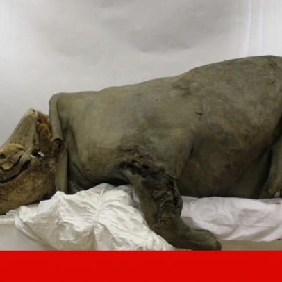 Genoma do rinoceronte-lanudo recuperado do estômago de lobo da Idade do Gelo