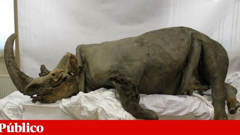 Genoma do rinoceronte-lanudo recuperado do estômago de lobo da Idade do Gelo