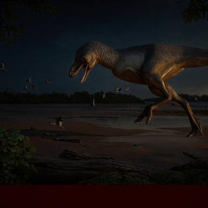 Novo estudo mostra que o rei dos dinossauros crescia até aos 40 anos