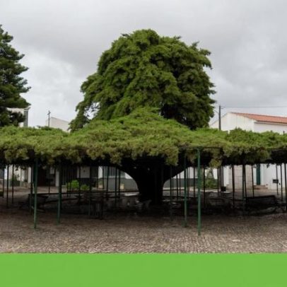 Cedro de Runa, em Torres Vedras, eleito Árvore do Ano em Portugal