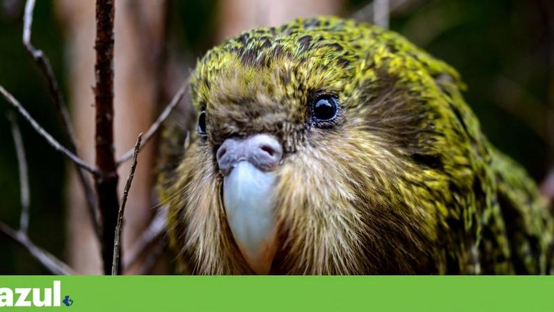 Kenneth, o kakapo, fotografado em 2019 Jake Osborne/Departamento de Conservação da Nova Zelândia