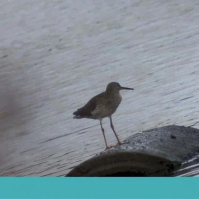 Em Alcochete, o bem-estar assume a forma de aves