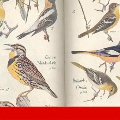 Direita mais rígida e esquerda mais mole, aponta análise