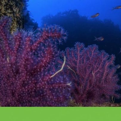 Nova Reserva Marinha D. Carlos ficará parcialmente em alto-mar no Gorringe